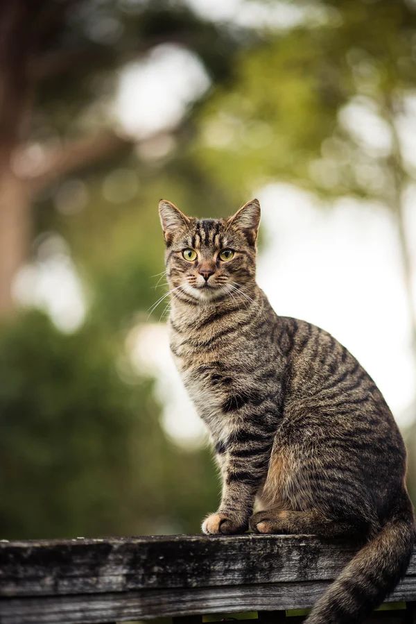 Cats