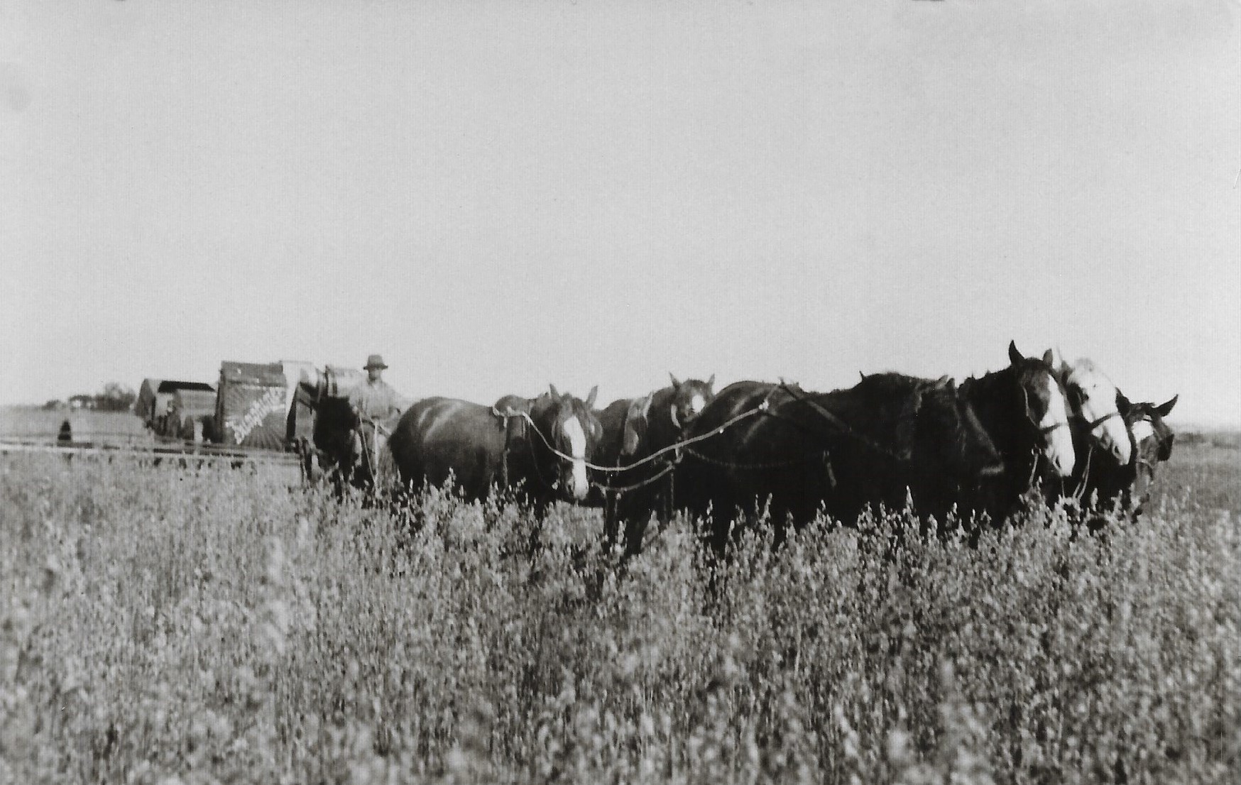 Photograph Harvesting with Horse Team and Header