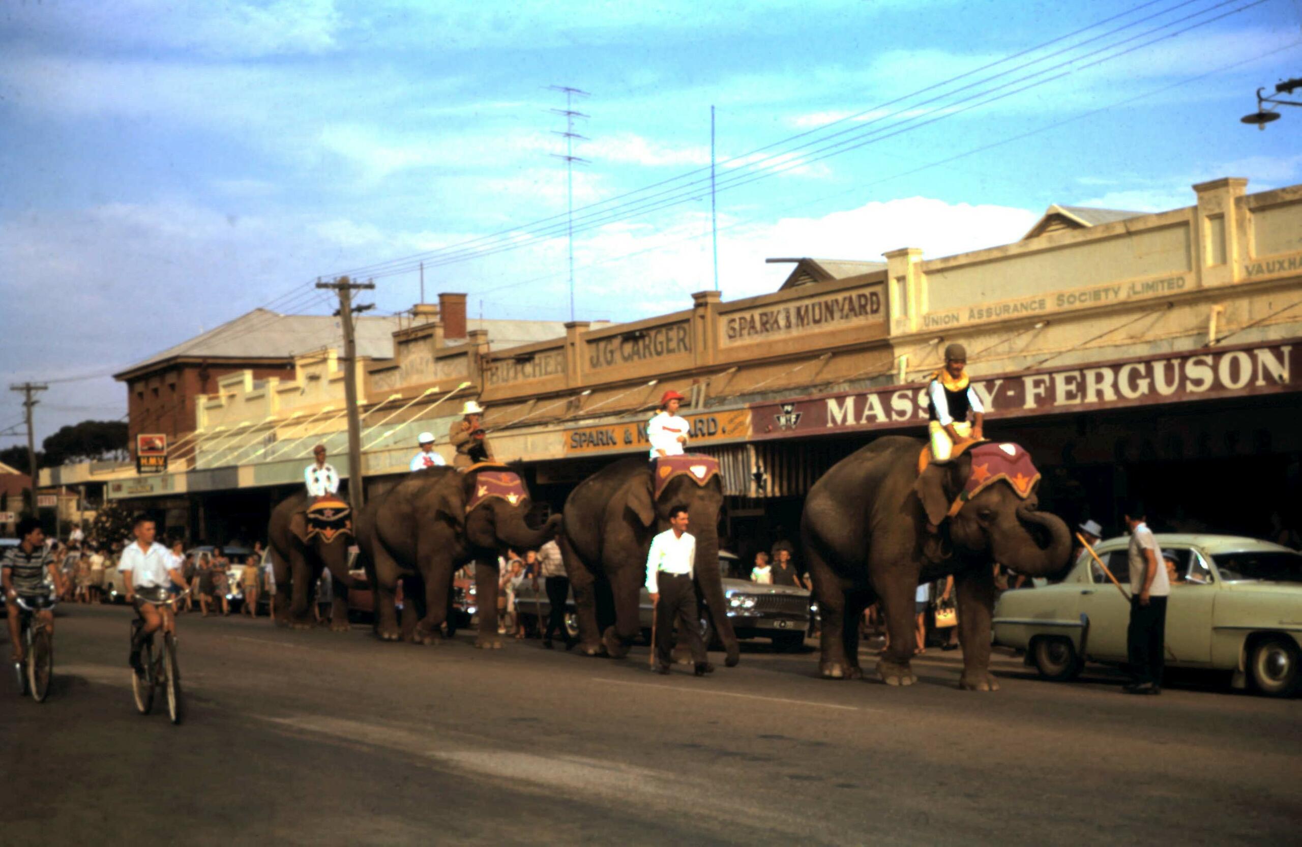Elephant race 2 1964